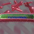 file-5.jpg Tuberculosis bacteria detail cut section labelled 3D model