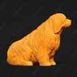 1334-Bearded_Collie_Pose_05.jpg Bearded Collie Dog 3D Print Model Pose 05