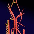PS0004.jpg Human arterial system schematic 3D