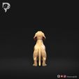 Dachshund-Miniature-Smooth-Haired-Pose-02-Dog-3D-Print-5s.jpeg Teckel miniature à poil lisse Pose 02