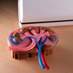 Kidney_Print_B_Medium.jpg Free STL file Multi-Color Kidney Model・Object to download and to 3D print