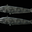 Catfish-Europe-23.png FISH WELS CATFISH / SILURUS GLANIS solo model detailed texture for 3d printing