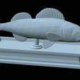 zander-statue-4-open-mouth-1-34.png fish zander / pikeperch / Sander lucioperca  open mouth statue detailed texture for 3d printing