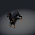 Doberman-Pinscher03.jpg Doberman Pinscher - DOG BREED - Canine -3D PRINT MODEL