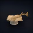 Angel_shark.jpg -Datei Engelshai herunterladen • Objekt zum 3D-Drucken, mayapantic