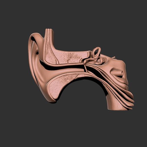 orelha2.jpg ear human anatomy organ