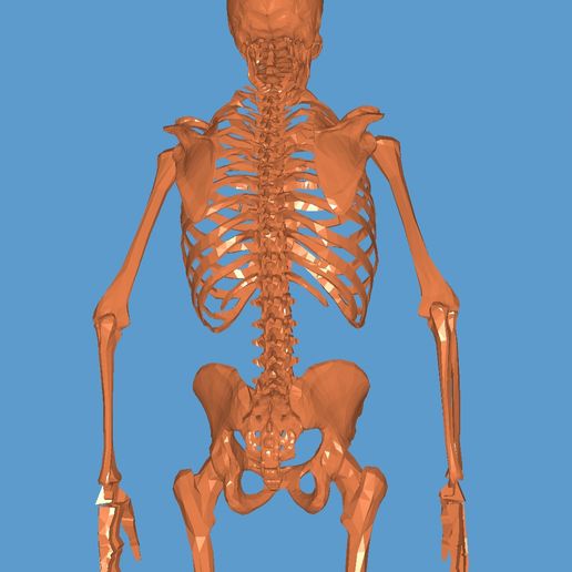 20220406_121335.jpg ESQUELETO 3D