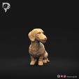 Dachshund-Miniature-Wire-Haired-Pose-06-Dog-3D-Print-1s.jpeg Dachshund Miniature Wire Haired Pose 06