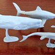 20230712_144129.jpg Sperm whale, accurate 3D model