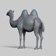 R04.jpg bactrian camel pose 03