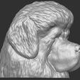 6.jpg Tibetan Mastiff dog head for 3D printing