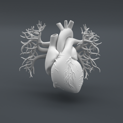 Heart_Main-Camera.png Fichier STL gratuit Structure du cœur humain (Impression éducative)・Modèle imprimable en 3D à télécharger