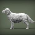 Irish-red-setter3.jpg Irish red setter 3D print model