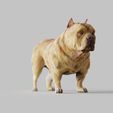 American-Bulldog.1740.jpg American Bulldog - STL & VRML COLOR FORMAT !- DOG BREED - SITTING POSE - 3D PRINT MODEL