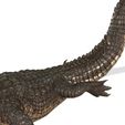 2.jpg Alligator REPTILE MAMMAL WATER SEA RIVER FISH Alligator SEA 3D Alligator