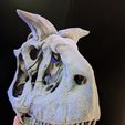 PXL_20230307_232331672.jpg Carnotaurus sastrei skull reconstruction