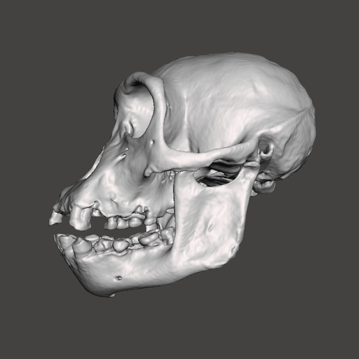 2.png Cranio di scimpanzé - Pan troglodytes verus