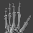 5.png Human Hand Skeleton (Articulated Bones)