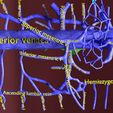 file-17.jpg Venous system thorax abdominal vein labelled 3D model