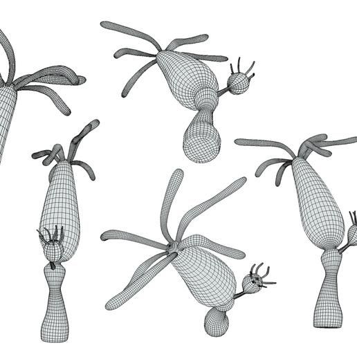 Hydra_Wireframe.png Hydra (genus)