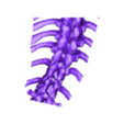 A Pesato reparada 2.stl Scoliosis spine 1