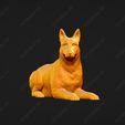 1720-Belgian_Shepherd_Dog_Malinois_Pose_09.jpg Belgian Shepherd Dog Malinois Dog 3D Print Model Pose 09