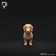 Dachshund-Miniature-Wire-Haired-Pose-01-Dog-3D-Print-10s.jpeg Dackel Miniatur Drahthaar Pose 01