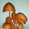 47dbc48a21c7421dbbcfae3db8845a90_display_large.JPG Mushrooms