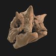 20.jpg Pinacosaurus Crâne