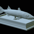 Barracuda-base-33.png fish great barracuda / Sphyraena barracuda statue detailed texture for 3d printing