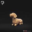 Dachshund-Miniature-Wire-Haired-Pose-08-Dog-3D-Print-9s.jpeg Dackel Miniatur Drahthaar Pose 08