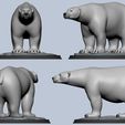 P1.jpg Polar Bear