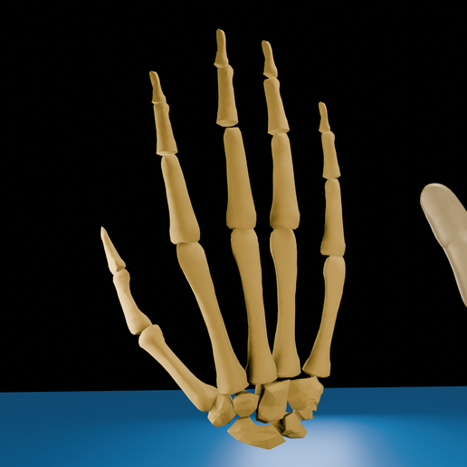 Hand Skeleton & Skin 3D Model | Low Poly | Free Anatomy Model for Study ...