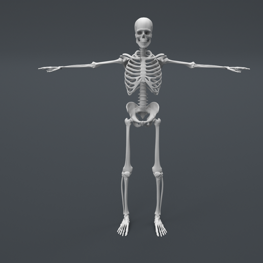 esqueleto humano png