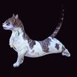 7.jpg CAT - DOWNLOAD CAT 3d model - animated for blender-fbx-unity-maya-unreal-c4d-3ds max - 3D printing CAT CAT - POKÉMON - FELINE - LION - TIGER