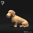 Dachshund-Wire-Haired-Pose-06-Dog-3D-Print-9s.jpeg Teckel à poil dur Pose 06