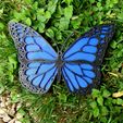 1.jpg Monarch Butterfly