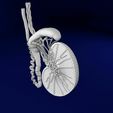 testis-anatomy-histology-3d-model-blend.jpg testis anatomy histology 3D model