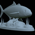 Greater-Amberjack-statue-1-35.png fish greater amberjack / Seriola dumerili statue underwater detailed texture for 3d printing