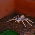 20221126_153908.jpg Skeleton Tarantula Spider