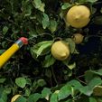 pic2.jpg Painters pole fruit picker adapter