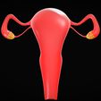Female-Reproductive-System-4.jpg Female Reproductive System