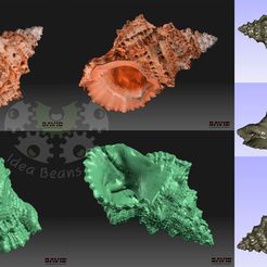 Seashell_Scans_display_large.jpg Free STL file 3D Scanned Sea Shell・3D print model to download