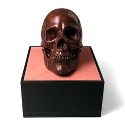 front500px.jpg Anatomical Human Male Skull