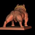 4.jpg American Bully Pocket
