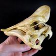 Amuro05.jpg Fichier STL Amurosaurus : Crâne de dinosaure・Design imprimable en 3D à télécharger