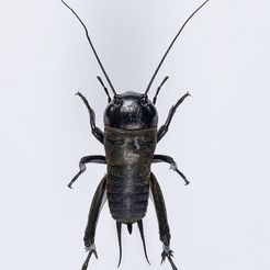 bUG.jpg Fichier STL gratuit M. Scuttle Bug・Modèle imprimable en 3D à télécharger