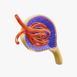 Glomerulus_Thumbnail.png Anatomie du glomérule