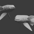 Double.png Remora with Whaleshark Wall Art
