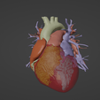7.png 3D Model of Heart (from real patient)